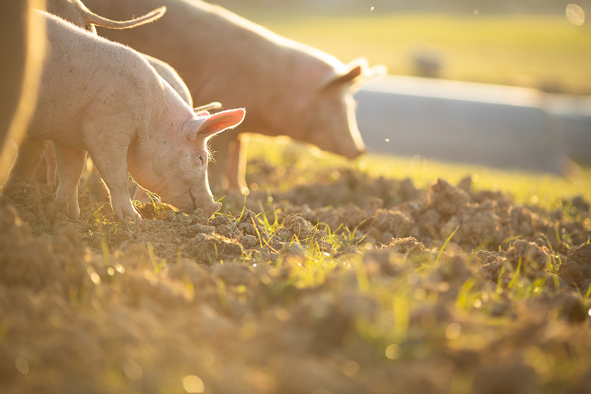 取之自然延續(xù)農(nóng)畜牧產(chǎn)健康